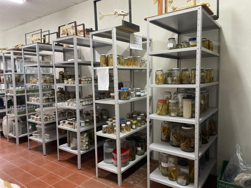 Colecao-de-peixes-do-laboratorio-de-Ictiologia-da-Ufam-Foto-acervo-pesquisadora-Kedma-Cristine-Yamamoto--1024x768