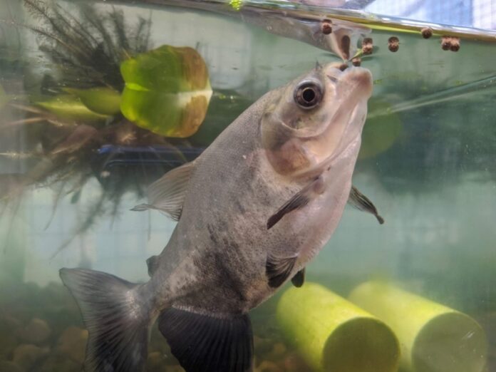 Juvenil-de-tambaqui-Colossoma-macropomum-se-alimentado-com-racao-Foto-Gilberto-Batista-Viana-Filho-1024x768 (1)