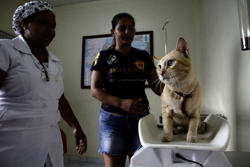 Castracao-Junho_20-CCZ-Arquivo-1(1)