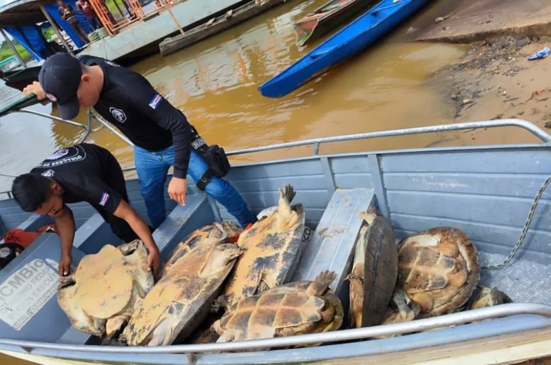 quelonios-apreendidos-amazonas