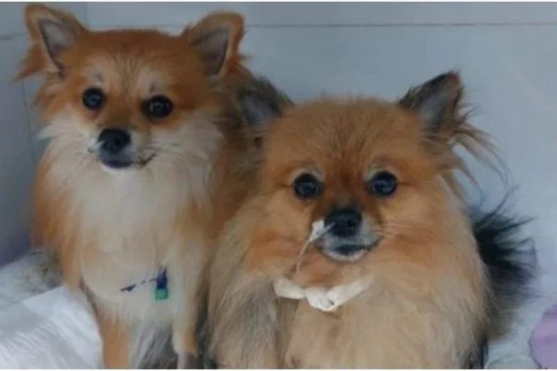 caes-intoxicados-1-600x400