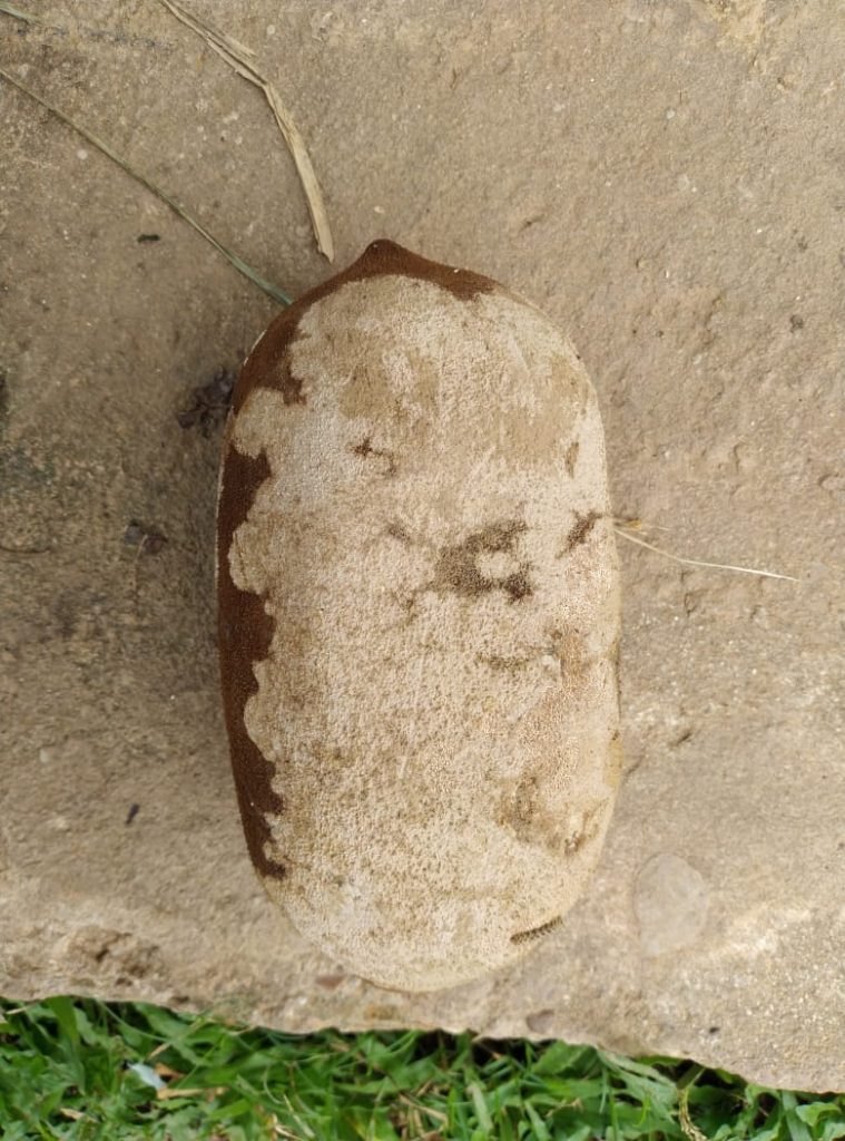 moniliase-1-1-759x1024