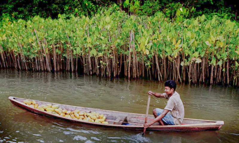 Nativo-transportando-Cacau_9a232aef(1)