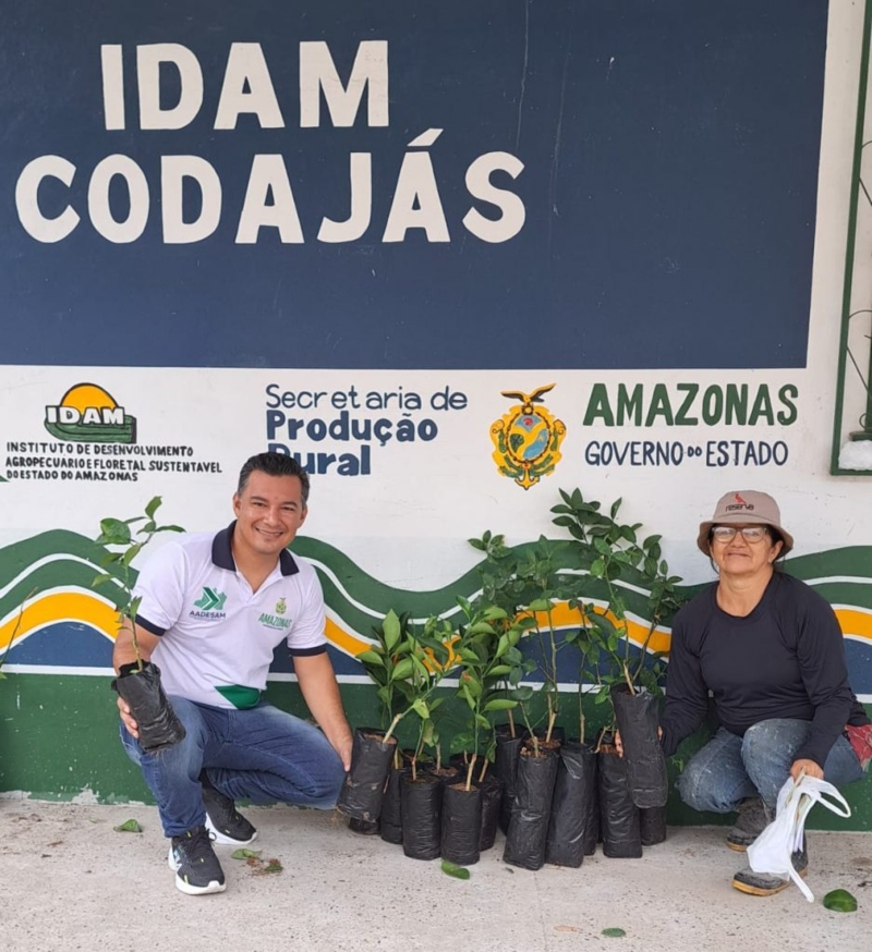 Idam Fomenta A Agricultura Familiar Em Codaj S Com Distribui O De Mudas De Citros