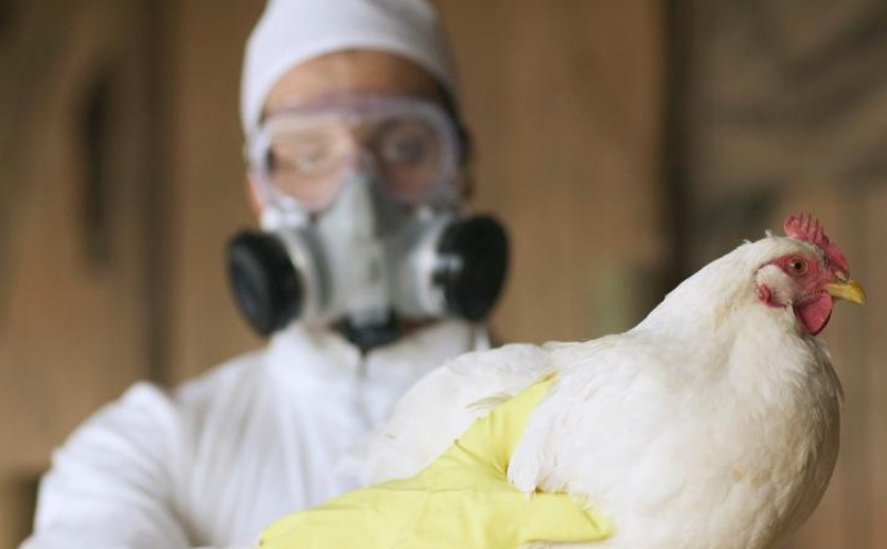 gripe-aviaria-1622724038764_v2_900x506(1)