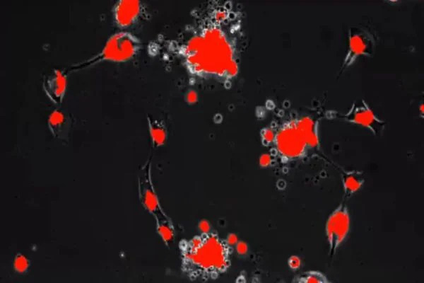 WhatsApp Image 2023-05-02 at 07.41.58