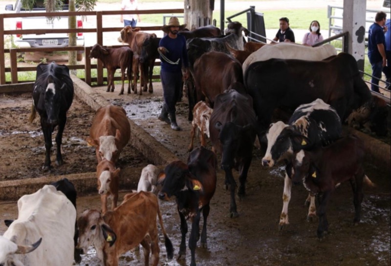 Adaf-inicia-2a-etapa-da-campanha-Amazonas-Sem-Febre-Aftosa-em-41-municipios-do-Amazonas_Foto-3_Antonio-Lima