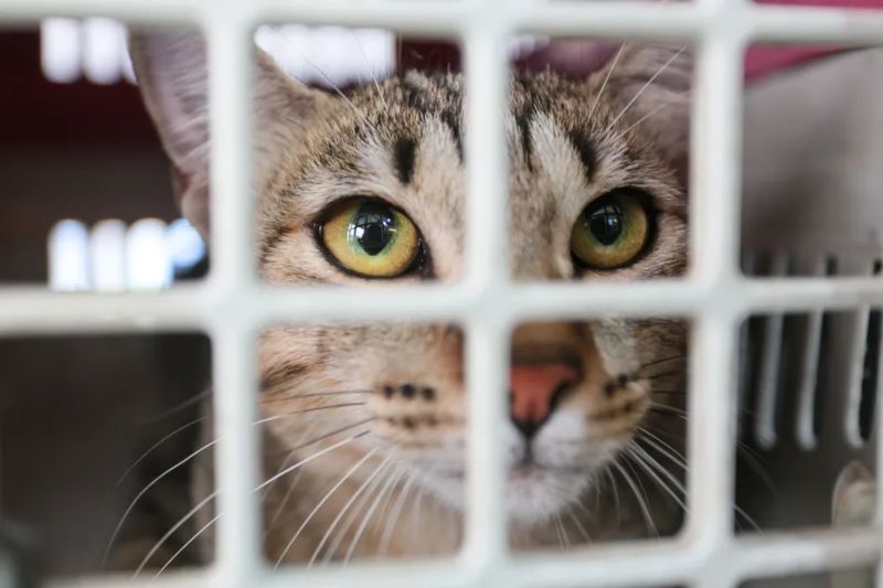 rwb-rjpet-castramovel-09