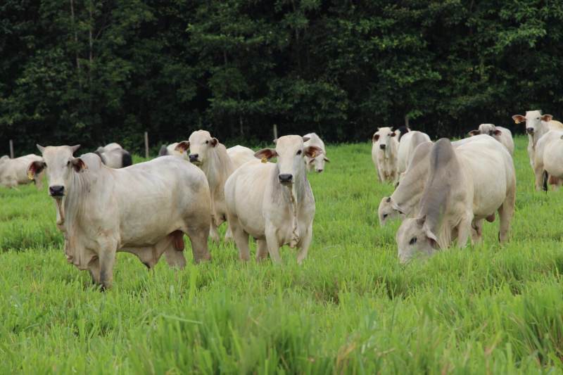 Idam_Pastejo-Rotacionado_Kevyn-Sousa-1568x1045