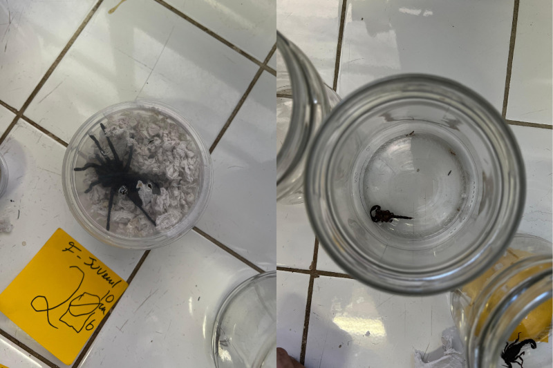 ARANHA E ESCORPIÃO MORTO(1)