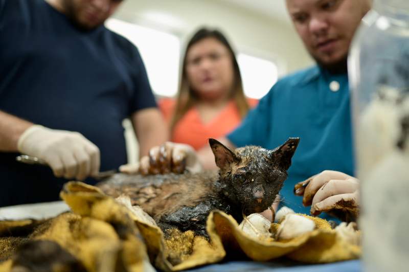 Deputada Joana Darc denuncia caso de gato coberto de breu de asfalto e pede ajuda da população para identificar autores do crime (4)