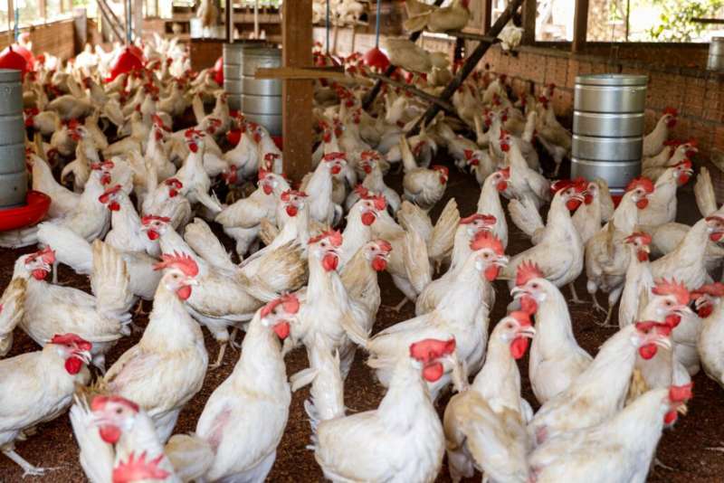 Idam-_avicultura0_Foto-Divulgacao-Idam-1024x683(1)