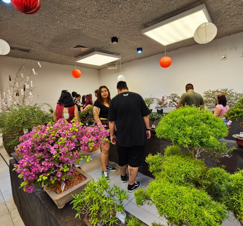 Exposição de Bonsai-2