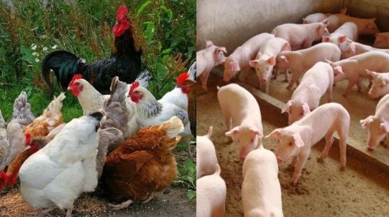 frango-suino-MC-montagem-agroemdia(1)