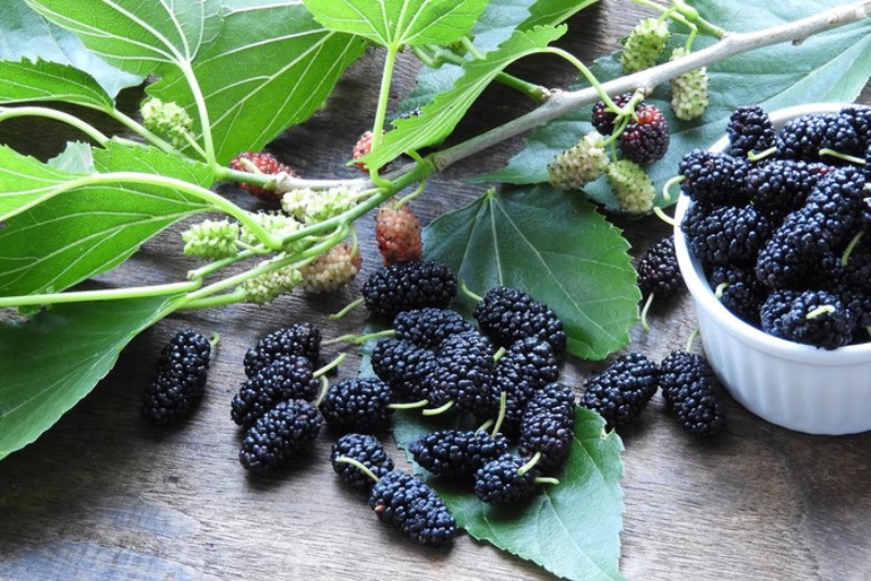 befunky_2025-0-2_16-10-10