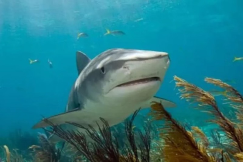 befunky_2025-1-1_14-8-19