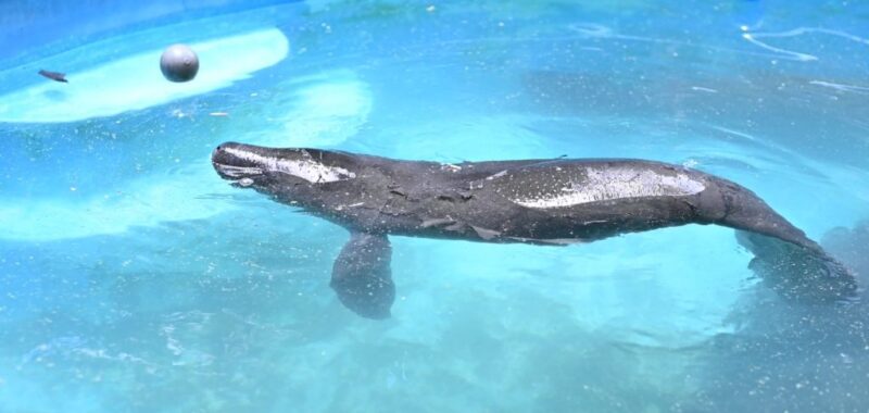 Filhote-de-peixe-boi-no-Inpa_Foto-3-06-03-2025-1024x486