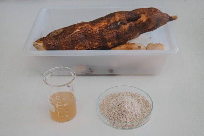 FAPEAM_-Mandioca-acucarada-e-alternativa-para-a-producao-de-bioetanol-_-FOTO-_-ARQUIVO-FAPEAM-3