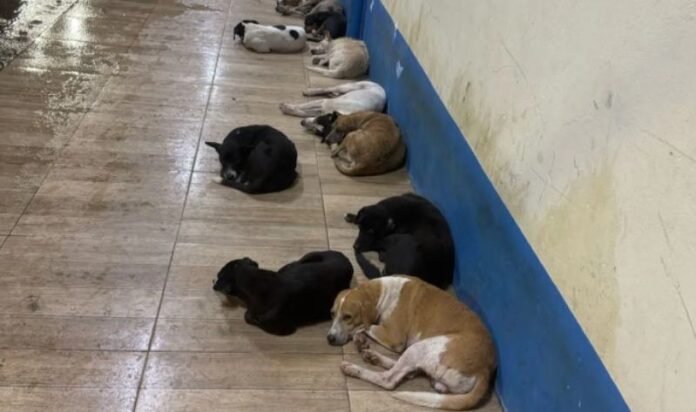 Opera Instantâneo_2025-05-03_191234_www.cnnbrasil.com.br