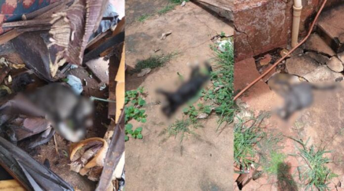 Opera Instantâneo_2025-05-13_081207_www.cnnbrasil.com.br