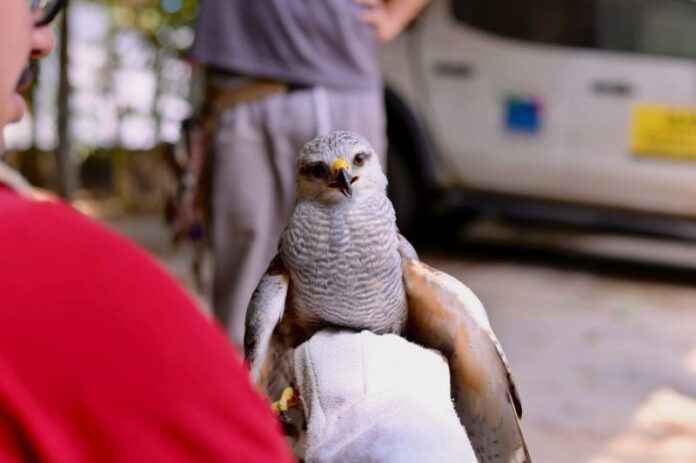 Gaviao-pedres-Buteo-nitidus_Foto-2_Moises-Henrique-Ipaam-12-08-2025-1024x681(1)