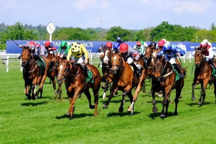 Por que cavalos de corrida podem ser chave para salvar vidas humanas
