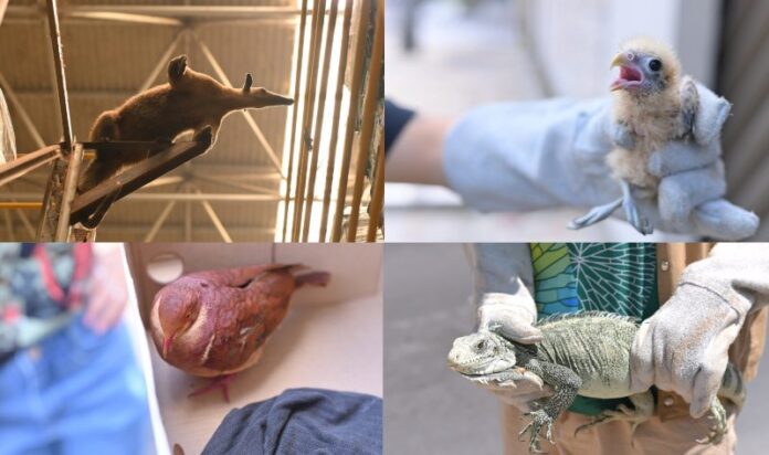 Ipaam_Animais-Silvestres-resgatados_Foto_Henrique-Almeida-01-09-2025-1568x929 (1)