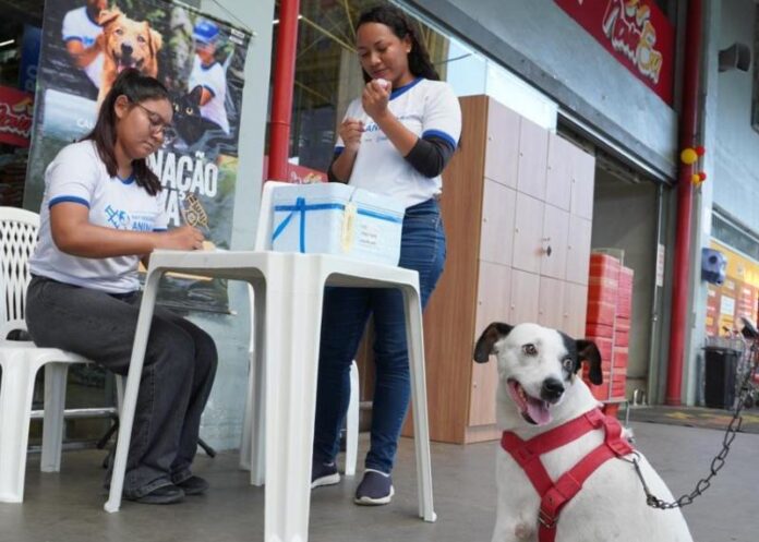 Semsa Manaus Vacinação Antirrábica (5)
