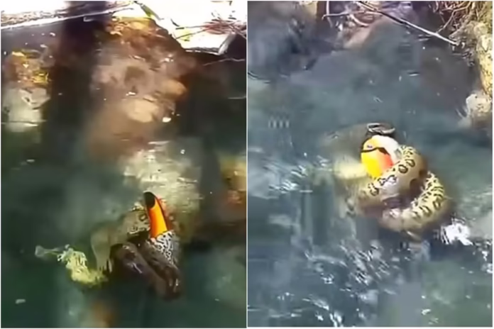 sucuri-comendo-um-tucano