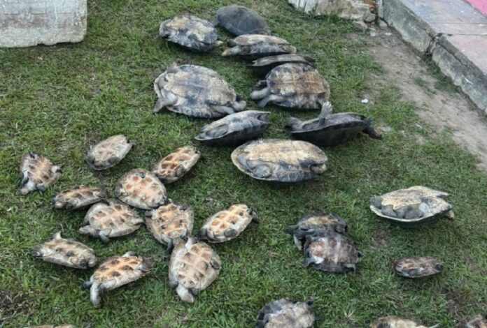 Acao-conjunta-em-Japura-resgata-tracajas-iacas-e-cabecudos-em-operacao-em-Japura