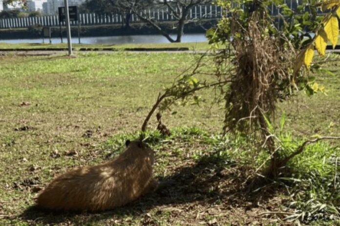 Alunos levam capivara morta em ônibus circular e dissecam corpo na USP