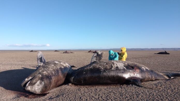 Cientistas investigam casos raros de orcas encalhadas na Argentina