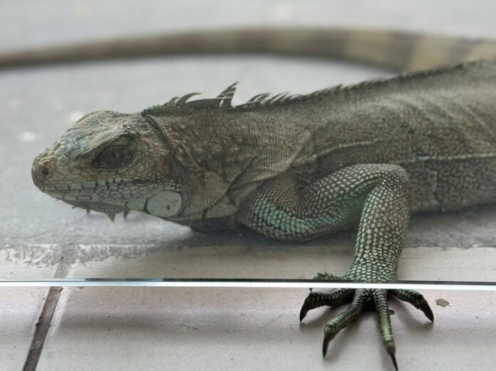 Ipaam_Iguana-verde_Foto-5-Divulgacao-Ipaam-02-10-2025-1024x765(1)