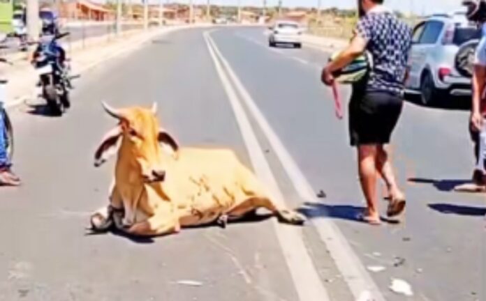 Motoqueiro morre e vaca é esquartejada por população após acidente no Piauí