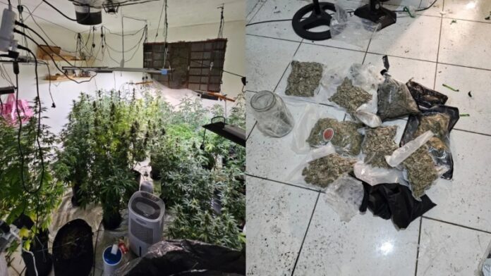 _Sobrado da maconha_ tinha climatizador e até sistema de duto em SP