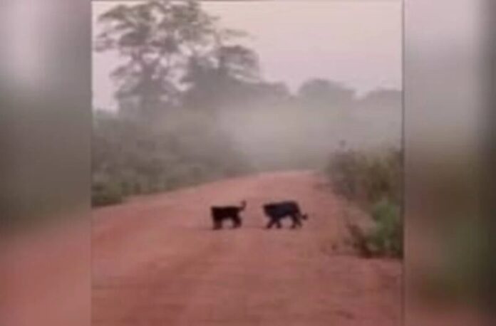 Cena rara_ onça-preta e filhote são flagrados em estrada de MT. Veja vídeo