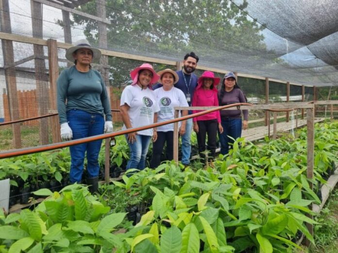 Idam_Producao-de-mudas-de-cacau-e-acai-em-Boa-Vista-do-Ramos_Fotos-divulgacao-1-1024x768