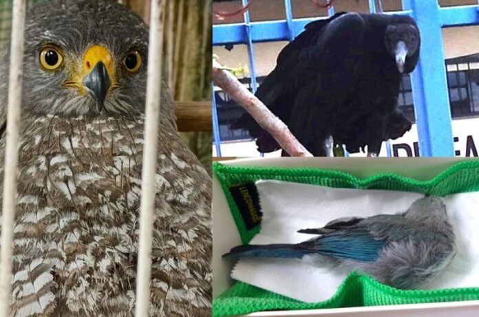 Ipaam_Animais-silvestres-resgatados-em-outubro_Foto-1-Divulgacao-Ipaam-04-11-2025-1024x678