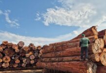 Em outubro, Ipaam libera mais de 300 mil metros cúbicos de madeira para produção legal no Amazonas