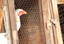 Gripe aviária: China suspende proibição de importações do Brasil