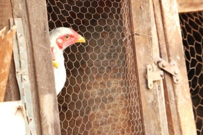 Virus-da-gripe-aviaria-foi-encontrado-em-duas-galinhas-do-interior-de-SP