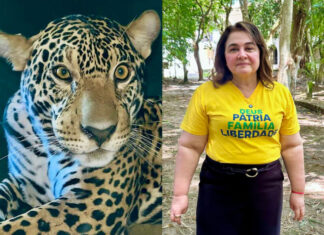 Maria do Carmo critica uso político em soltura de onça-pintada e destaca trabalho de recuperação no antigo zoológico do Tropical