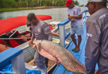 Comunidades da Amazônia recebem flutuante para beneficiar pirarucu