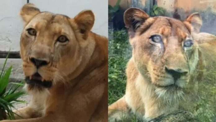 IML divulga causa da morte de jovem atacado por leoa em zoológico; veja