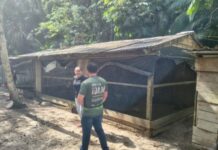 Idam fortalece a cadeia produtiva da avicultura de Santa Isabel do Rio Negro com curso de capacitação