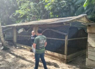 Idam fortalece a cadeia produtiva da avicultura de Santa Isabel do Rio Negro com curso de capacitação