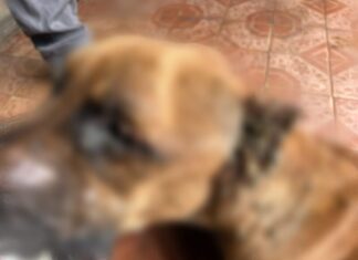 Homem é preso por maus-tratos contra um cão no bairro São Jorge