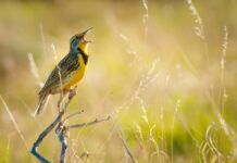 O canto dos pássaros e seus benefícios para a saúde mental
