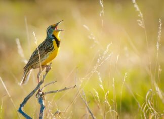 O canto dos pássaros e seus benefícios para a saúde mental