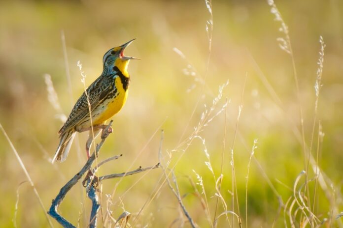 canto-dos-passaros-materia (1)